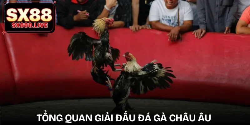 da-ga-c1-chau-au-ban-chat