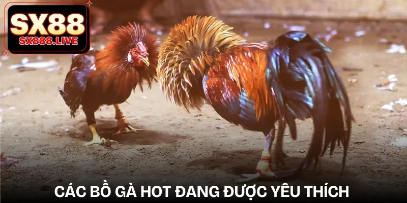 truc-tiep-da-ga-thomo-bo-ga